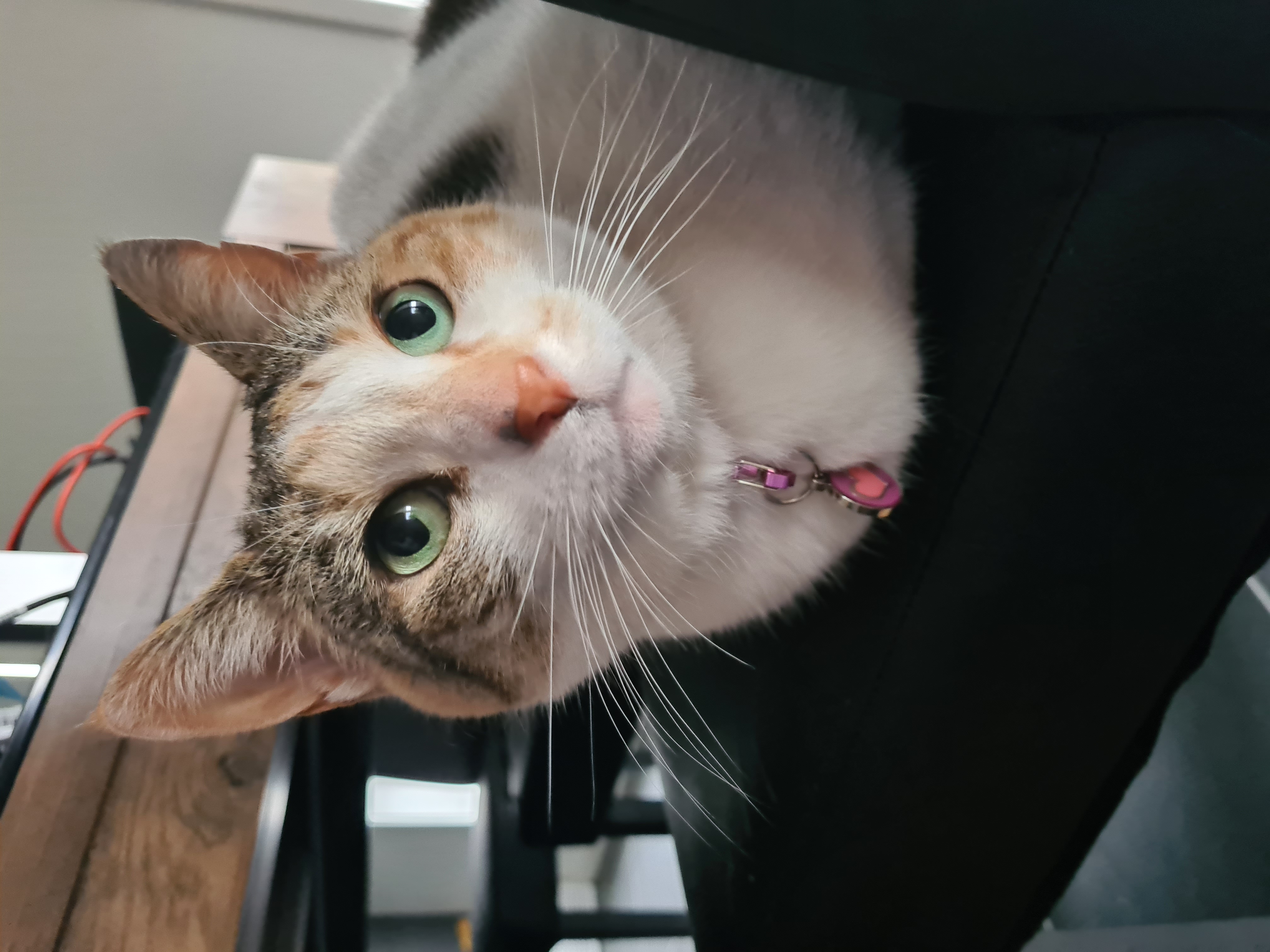 billy and macy cat collar